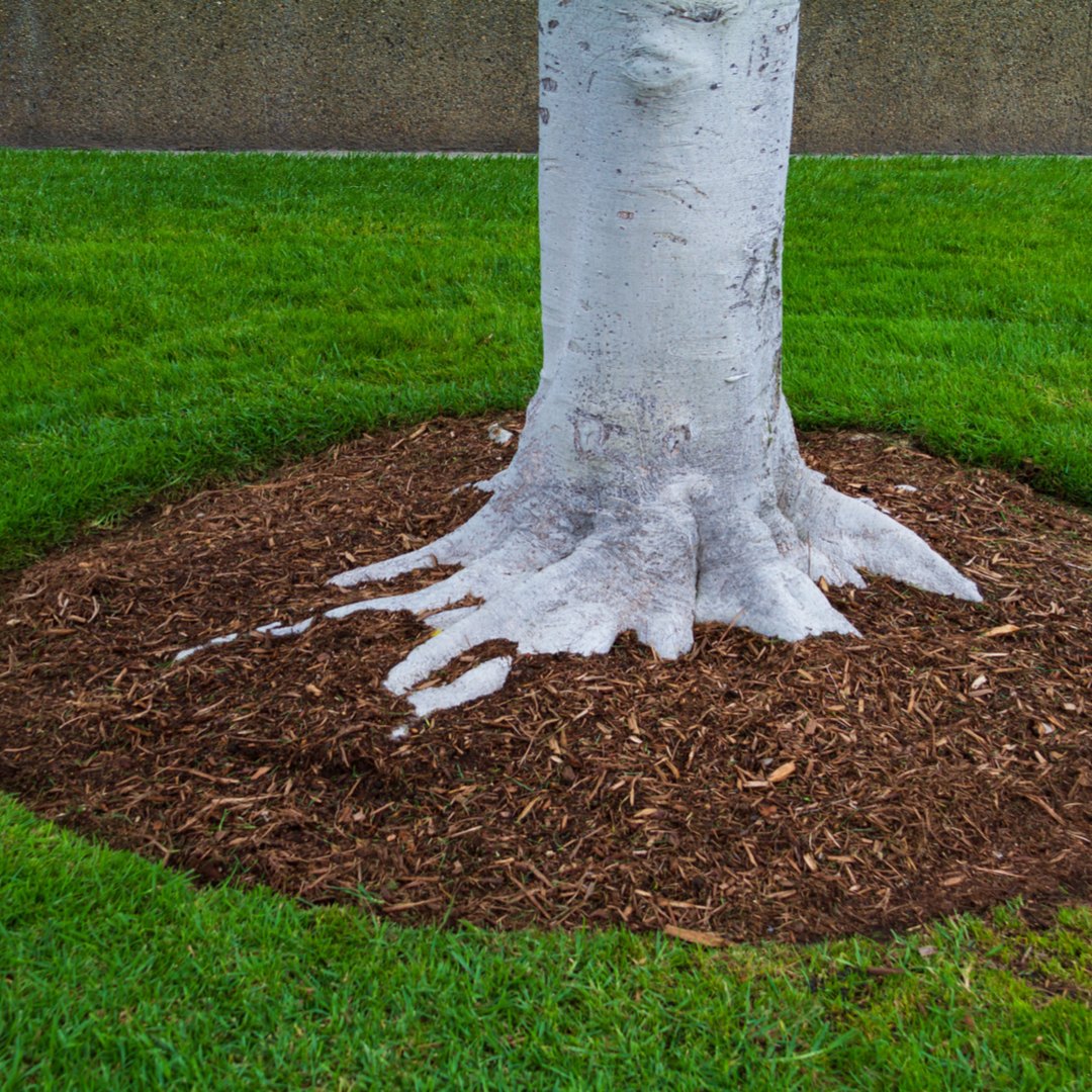 A clean mulch ring shaped around a tree
