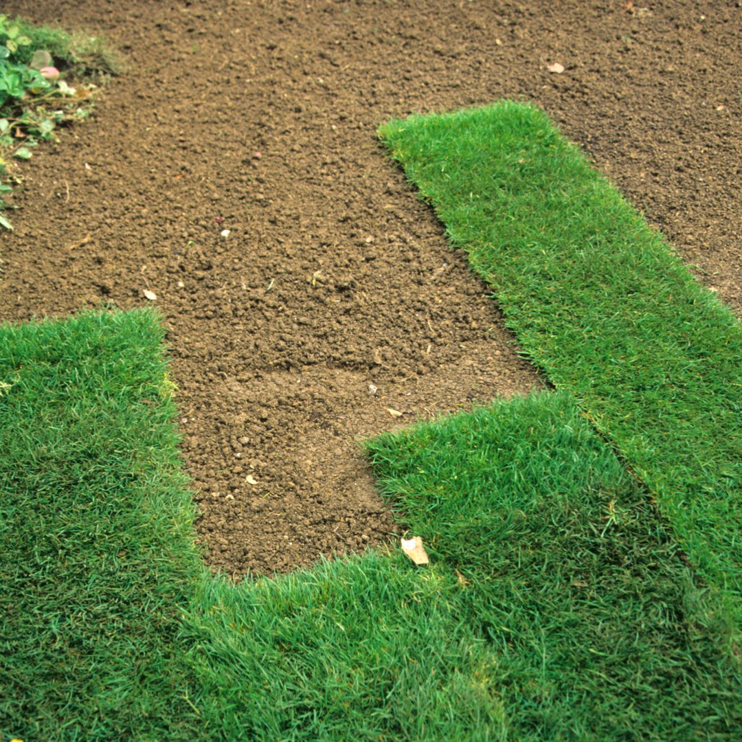 Fresh sod being laid over prepared soil